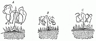 Fig.
25 Impregnation of the ovum of a star-fish.