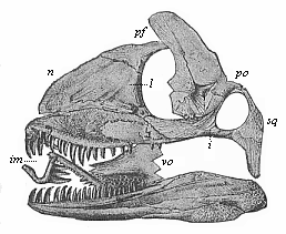 Fig.266. Skull of a
Permian lizard (Palaehatteria longicaudata).