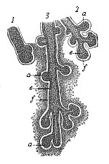 Fig.286. Rudimentary
lachrymal glands from a human embryo of four months.