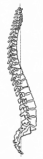 Fig.327. The human
vertebral column (standing upright, from the right side).