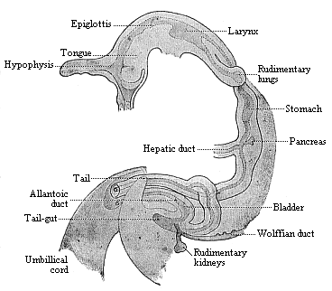Fig.352. Gut of a
human embryo, one-sixth of an inch long.