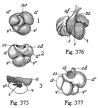 Fig.375. Heart of a human embryo, four weeks old.
Fig. 376. Heart of a human embryo, six weeks old, front view. Fig. 377. Heart
of a human embryo, eight weeks old, back view.