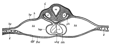 Fig.379. Transverse
section of the back of the head of a chick-embryo, forty hours old.