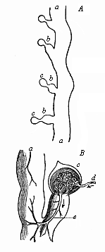 Fig.384. A, Part of the
kidneys of Bdellostoma. B Portion of same, highly magnified.