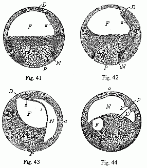 Figs. 41-44. Four vertical sections
of the fertilised ovum of the toad, in four successive stages of development.