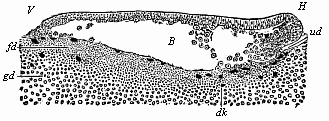 Fig.56. Longitudinal section of the blastula of
a shark (Pristiurus) at the beginning of gastrulation.