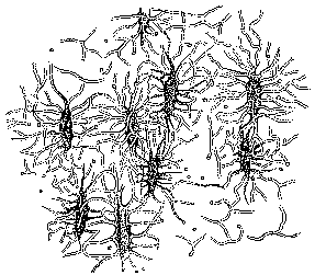 Fig.6 Nine
star-shaped bone cells.