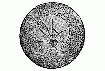Fig.8 Unfertilised
ovum of an echinoderm.